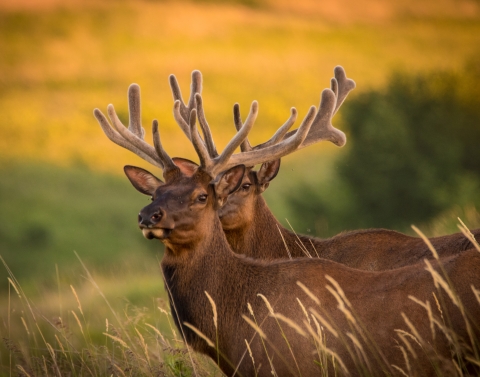 Two bull elk in profile against a prairie background