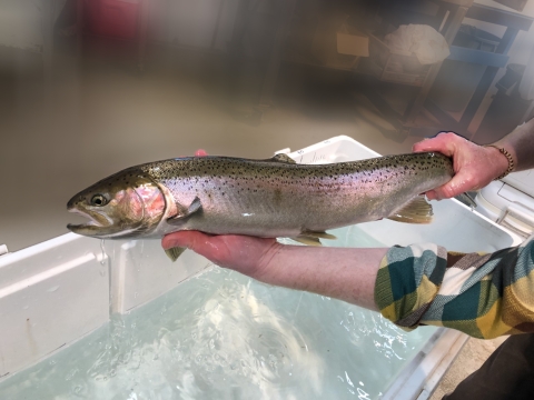 A beautiful steelhead is held up over a tub of water.