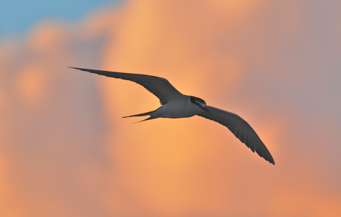 A gray-back tern flies through the sky. The sun is setting in the back and painting the sky a bright orange. 