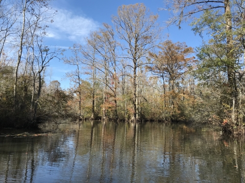A calm river bordered by bare baldcypress trees