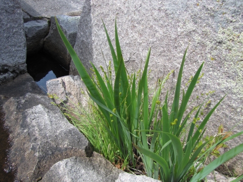 Plants growing in a rocky crevice.