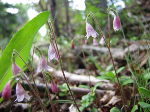 Small pink twinflowers.
