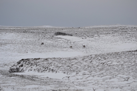 small group of caribou on a tundra landscape with snow