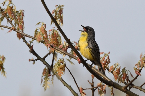 A yellow-breasted bird sits on a branch and opens its beak and sings