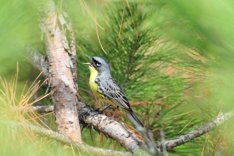 A small bird sings while perched on a branch of a pine tree.