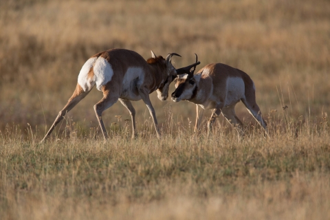 Male pronghorn antelope fight