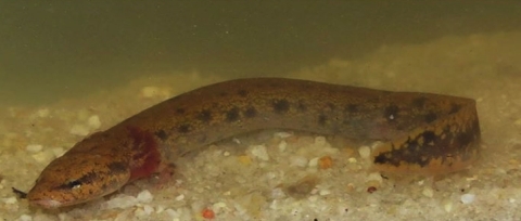 A spotted black salamander with red tufts around its gills.