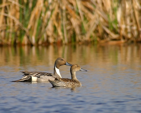 A male and female northern pintail float in open water with cattails in the background. The male is behind the female and has a blue bill, brown head, white neck, and a gray back with long, dark, elegant looking feathers. The female is a mottled brown and sits in front of the male. 