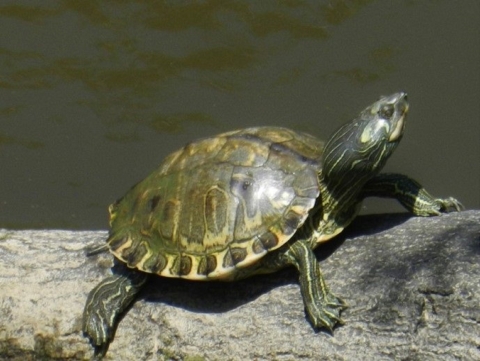 Side view of an olive to brown turtle standing on a log.