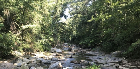Forested stream with rocks along the banks