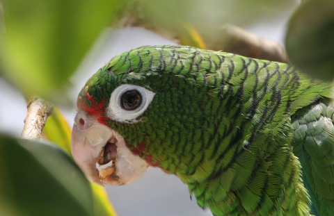 Profile view of a green parrot.