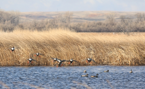 Flock of Northern Shovelers landing among other ducks