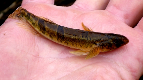 A small brown and yellow speckled fish in a biologists hand.
