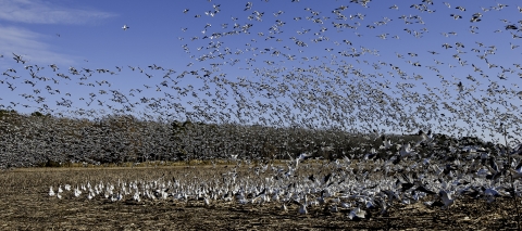 A flock of hundreds of snow geese taking off from an agricultural field
