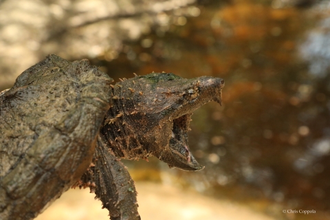 A large turtle with a sharp beak, holding its beak open.