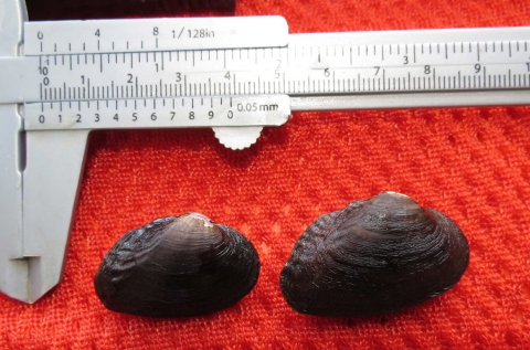Dark brown, black shell mussel on a red cloth with a measuring scale.