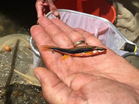Small fish with black stripe lying on its side in an open hand.