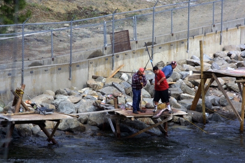 3 men stand on the middle of 3 wooden platforms elevated over the water at the rocky edge of a river. 1 elder holds a rod while a younger man uses a net to lift a salmon up to the platform. Behind them is a concrete wall and fence.