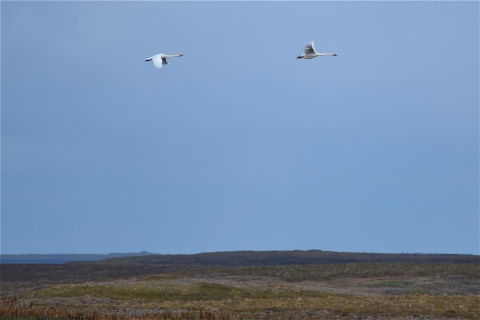 two swans flying over the tundra