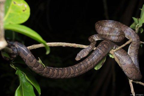 A boa (brown and black) wrapped around branches in a tree.