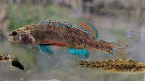 small colorful fish with bright blue and red-orange accented fins.