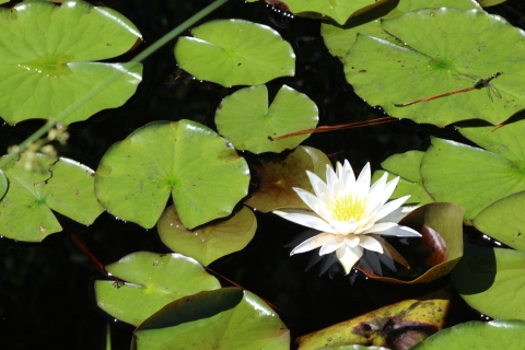 Lily pads and a waterlily flower float on the surface of a dark pool