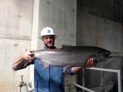 A man in a hardhat holds up a huge Chinook salmon