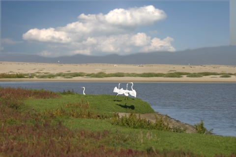 Salinas River National Wildlife Refuge