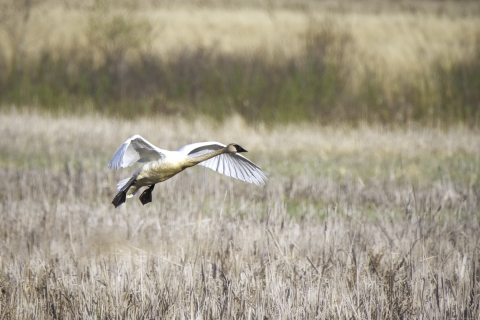 Trumpeter swan about to land in a wetland, with wings and legs outstretched. Background is tan to golden grasses and cattails, with the far background blurred and not in focus.