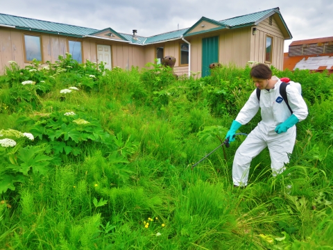 man in white suit sprays invasive plants