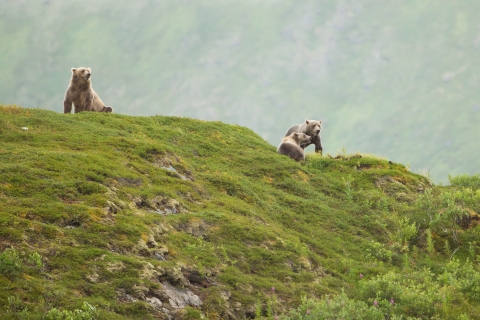 Kodiak bear sow and two cubs on a grassy ridgeline