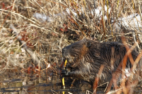 Beaver at the water's edge