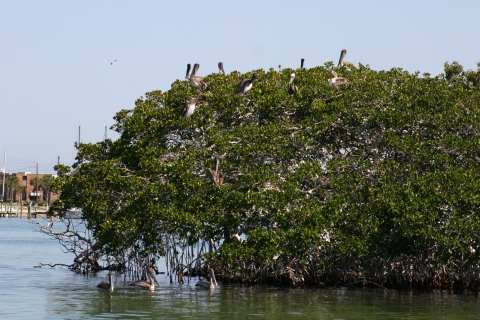 Brown pelicans nest on top of a Red mangrove 