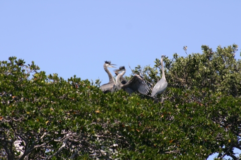 Great blue herons on top of mangrove squawk at each other 
