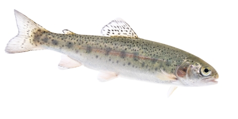A greenish fish with dark speckles and a pink stripe down its side.