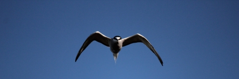 Bird with black head and white body flying