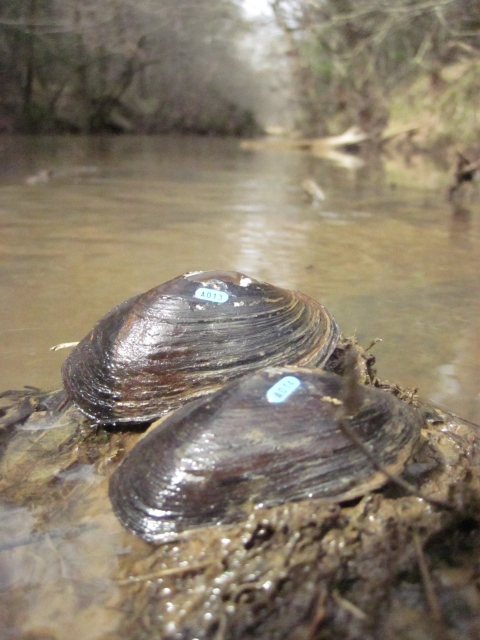 Carolina heelsplitter in native habitat