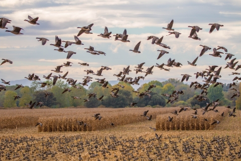 Dark-colored geese feeding in mowed corn on the ground and some geese flying against a cloudy sky.