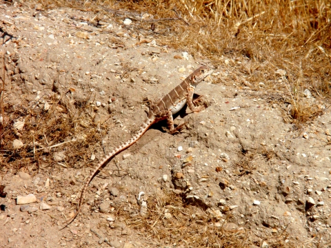A brown and cream colored lizard with a long tail sits on a dirt pile