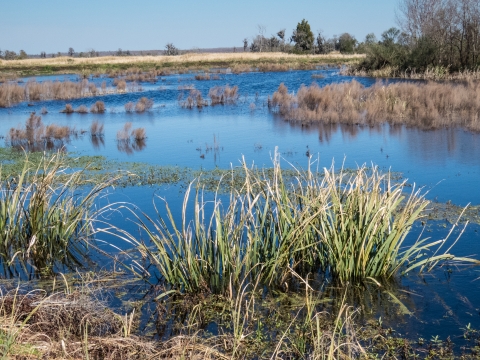 Freshwater impoundment at Savannah NWR