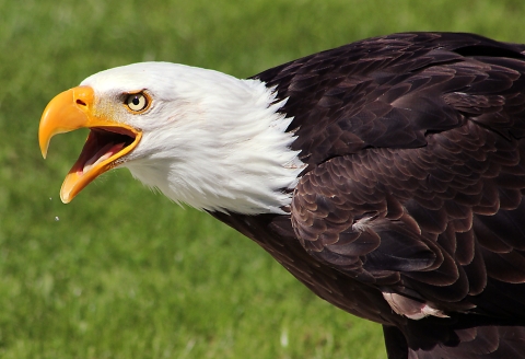 Head shot of bald eagle - white head, yellow beak, and brown body of feathers