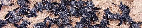 Leatherback Turtles heading to the ocean at Vieques National Wildlife Refuge