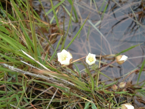 a small white flower blooms in a wetland