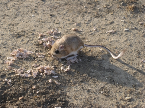 a brown mouse with big hind legs eats seeds off the ground