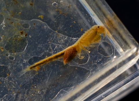 Vernal pool fairy shrimp with an egg sac in a plastic petri dish