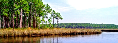 Vista of Bayou Heron, marsh grass and pine trees. 