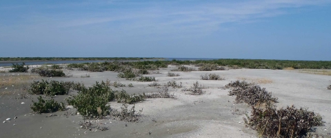 Sandy beach with scattered vegetation