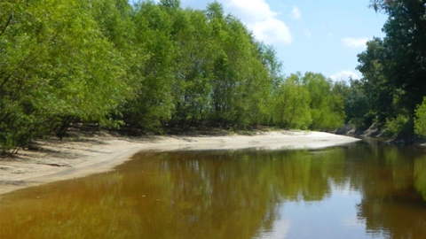 Bayou with forested edges and a sandbar