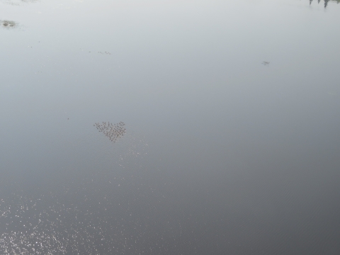 Photo of a many geese flying over a body of water in Kanuti Refuge, taken from above the geese, from the plane during a survey.