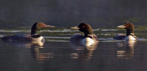 Three birds with black and white plumage, black bills, and red eyes rest on the water.